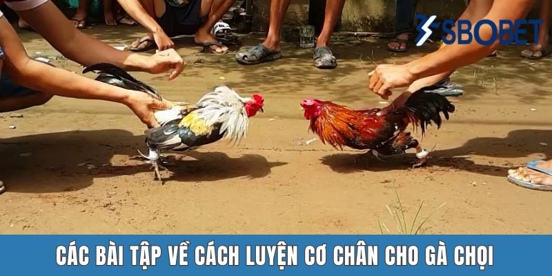 Cách Luyện Cơ Chân Cho Gà Chọi – Mẹo Để Chiến Kê Mạnh Mẽ Tại Sbobet Các bài tập về cách luyện cơ chân cho gà chọi