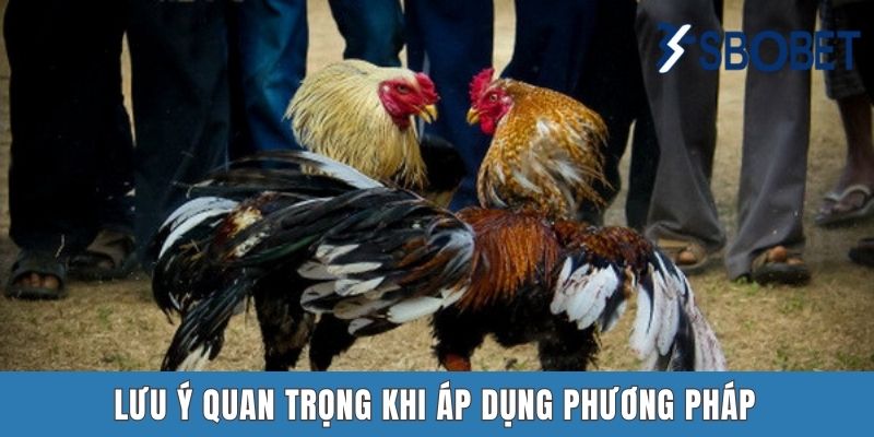Cách Luyện Cơ Chân Cho Gà Chọi – Mẹo Để Chiến Kê Mạnh Mẽ Tại Sbobet Lưu ý quan trọng khi áp dụng phương pháp