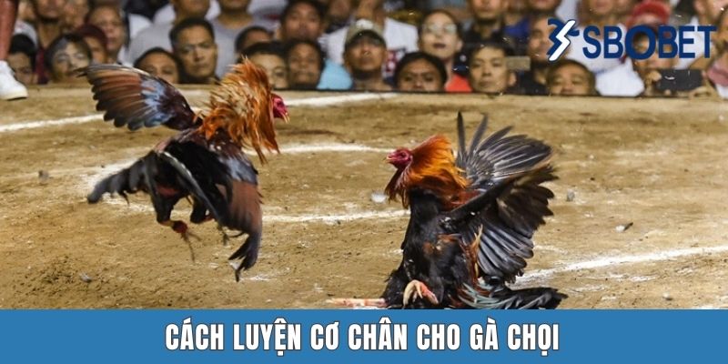 Cách Luyện Cơ Chân Cho Gà Chọi – Mẹo Để Chiến Kê Mạnh Mẽ Tại Sbobet