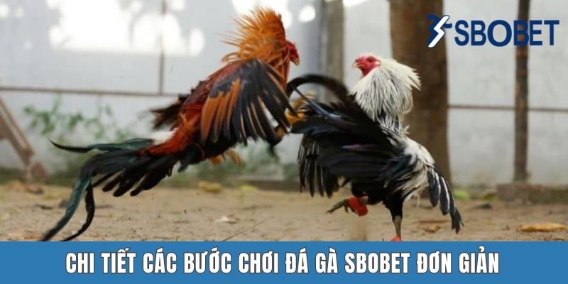 Đá Gà Sbobet - Cuộc Giao Chiến Đầy Gây Cấn Của Các Chiến Kê Chi tiết các bước chơi đá gà Sbobet đơn giản