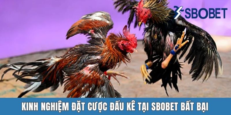 Đá Gà Sbobet - Cuộc Giao Chiến Đầy Gây Cấn Của Các Chiến Kê Kinh nghiệm đấu kê tại Sbobet bất bại