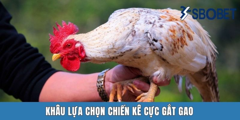 Khâu lựa chọn chiến kê cực gắt gao