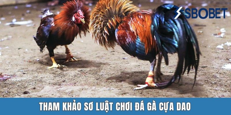 Tham khảo sơ luật chơi đá gà cựa dao