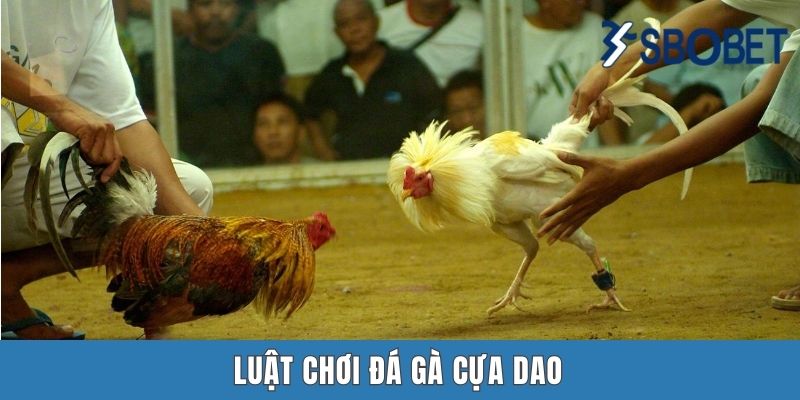 Luật Chơi Đá Gà Cựa Dao Tại Sbobet – Hiểu Rõ Trước Khi Xuống Tiền