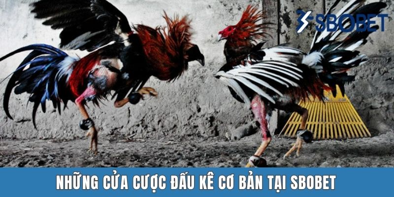 Đá Gà Sbobet - Cuộc Giao Chiến Đầy Gây Cấn Của Các Chiến Kê Những cửa cược đấu kê cơ bản tại Sbobet