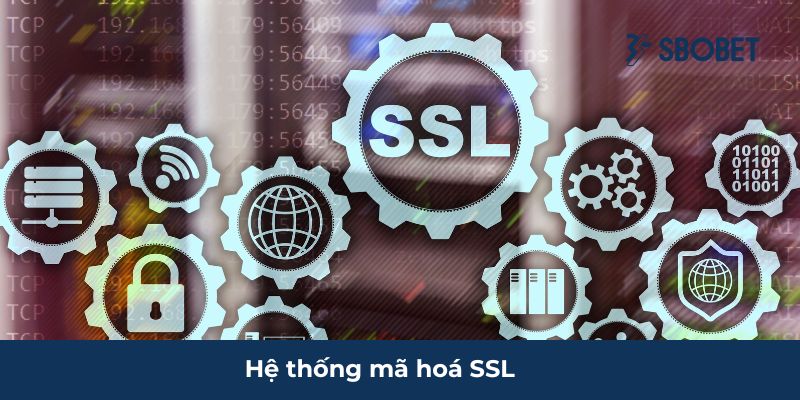 CEO Minh Hưng – Người Đứng Sau Thành Công Của SBOBET Tầm nhìn chiến lược của CEO Minh Hưng về hệ thống mã hoá