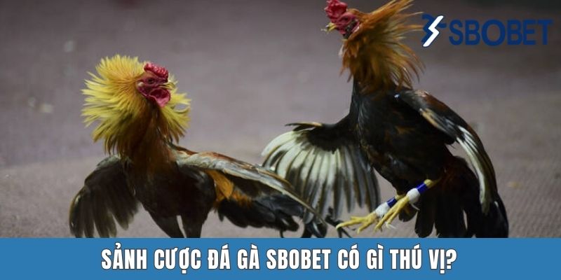 Đá Gà Sbobet - Cuộc Giao Chiến Đầy Gây Cấn Của Các Chiến Kê Sảnh cược đá gà Sbobet có gì thú vị?