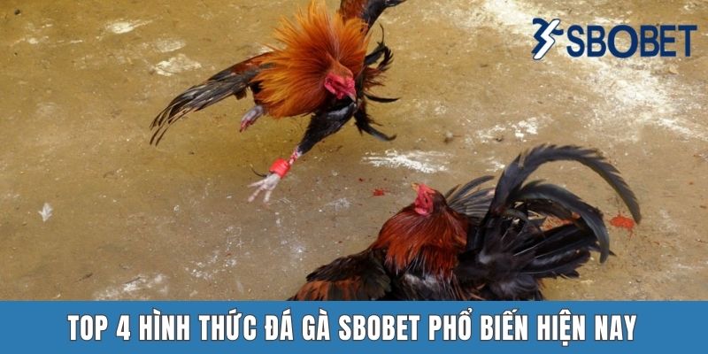 Đá Gà Sbobet - Cuộc Giao Chiến Đầy Gây Cấn Của Các Chiến Kê Top 4 hình thức đá gà Sbobet phổ biến hiện nay
